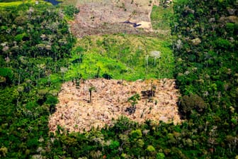 Tropenwald-Abholzung wegen Importen