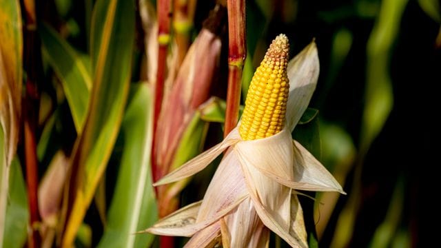 Mais eignet sich auch für den Anbau im eigenen Garten - der ideale Partner für Kartoffeln, Zucchini und Salat.