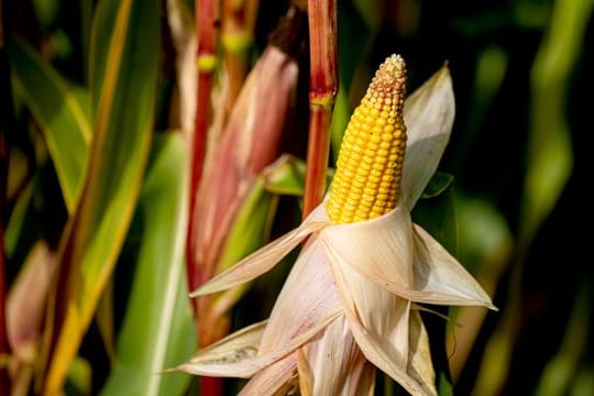 Mais eignet sich auch für den Anbau im eigenen Garten - der ideale Partner für Kartoffeln, Zucchini und Salat.