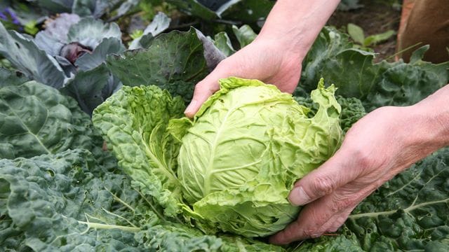 Kohl gehört zu den sogenannten Starkzehrern.