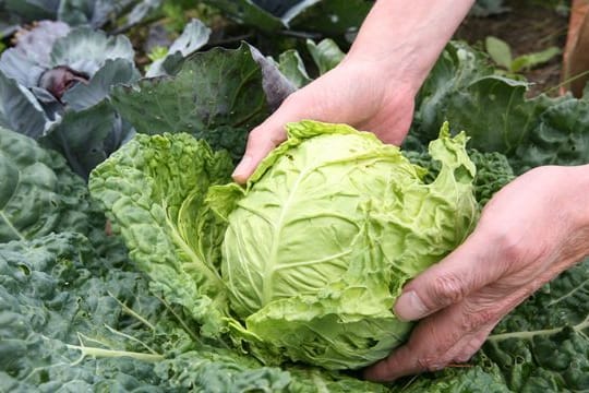 Kohl gehört zu den sogenannten Starkzehrern.