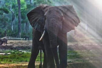 Waldelefant im Kongo-Becken: Die Art wurde durch die Jagd fast vollständig ausgerottet.