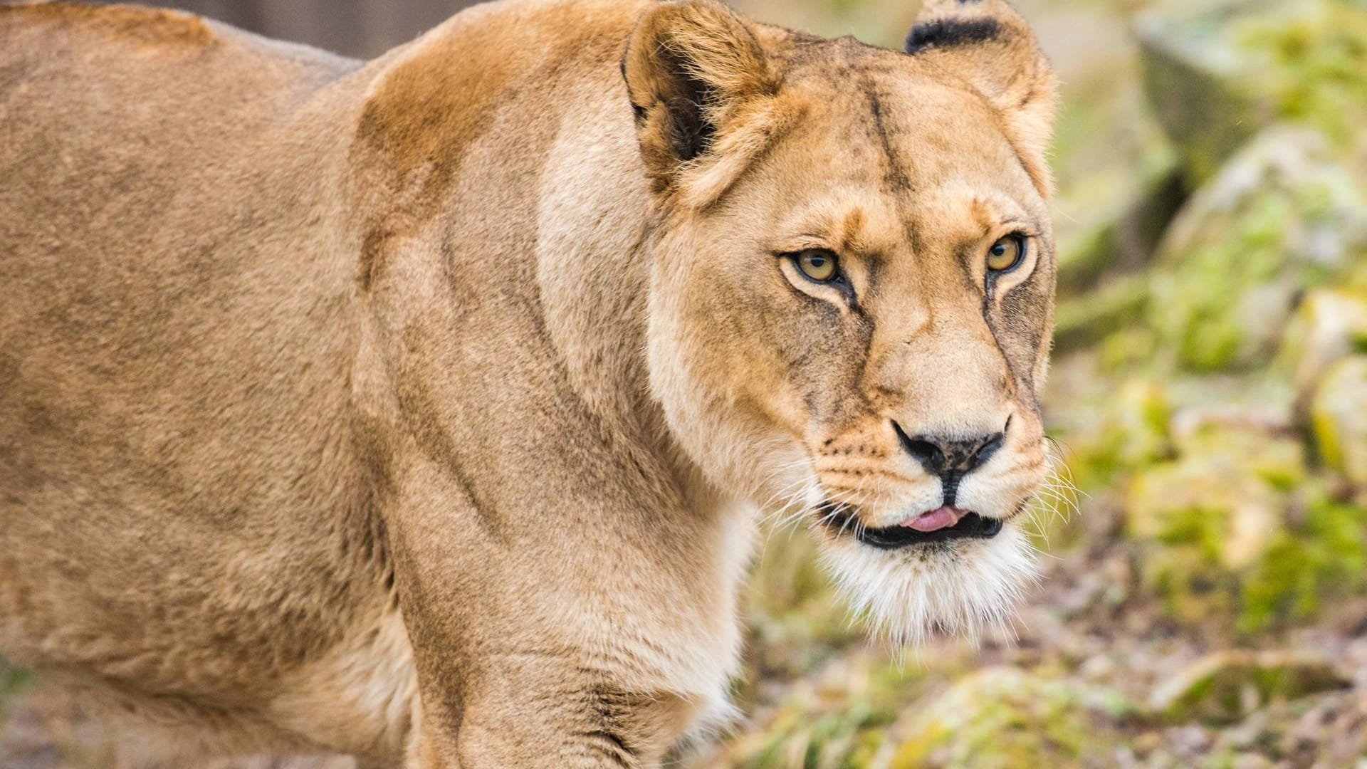 Eine Berberlöwin (Symbolbild): Die Löwin im Zoo in Hannover musste nach einer Operation eingeschläfert werden. Eine Berberlöwin (Symbolbild): Die Löwin im Zoo in Hannover musste nach einer Operation eingeschläfert werden.