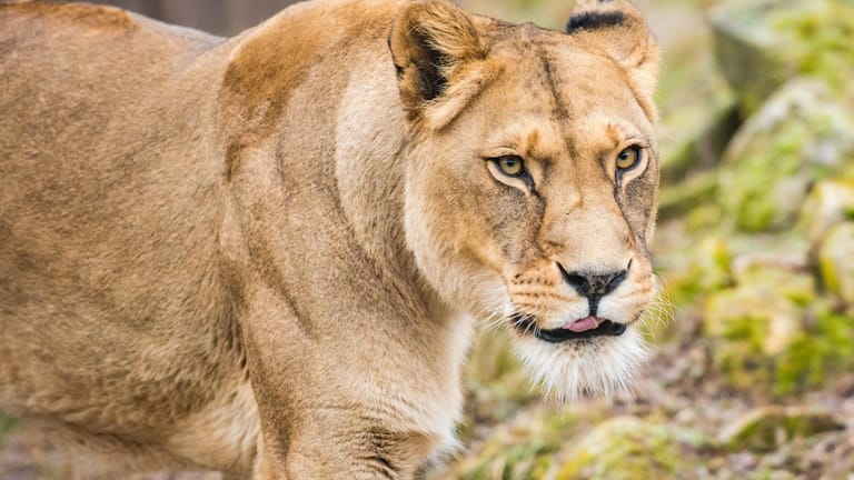 Eine Berberlöwin (Symbolbild): Die Löwin im Zoo in Hannover musste nach einer Operation eingeschläfert werden.