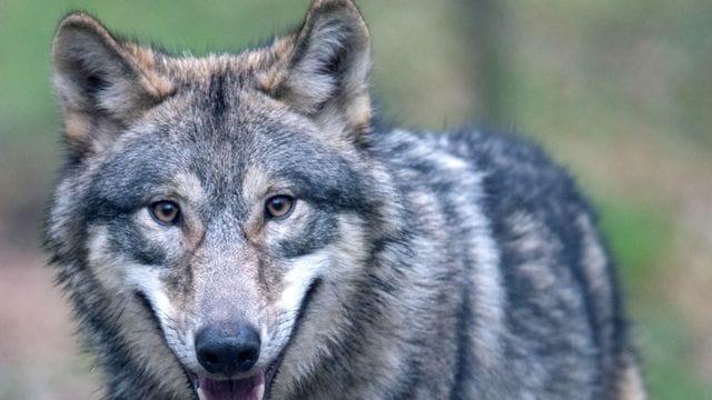 Ein Wolf schaut in die Kamera