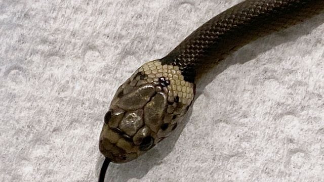 Das vom Wildlife Information, Rescue and Education Service (WIRES) zur Verfügung gestellte Foto zeigt eine blassköpfige Schlange (Pale-headed Snake). Das vom Wildlife Information, Rescue and Education Service (WIRES) zur Verfügung gestellte Foto zeigt eine blassköpfige Schlange (Pale-headed Snake).