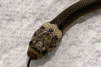 Das vom Wildlife Information, Rescue and Education Service (WIRES) zur Verfügung gestellte Foto zeigt eine blassköpfige Schlange (Pale-headed Snake).