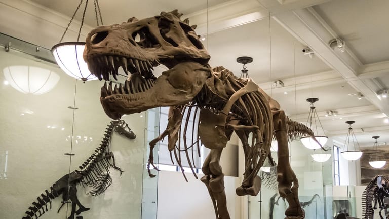 Skelett eines T-rex: Das Forschungsteam nutzte eine Formel, die normalerweise zur Errechnung der Populationsdichte von heute lebenden Tieren genutzt wird (Symbolbild).