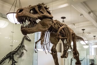 Skelett eines T-rex: Das Forschungsteam nutzte eine Formel, die normalerweise zur Errechnung der Populationsdichte von heute lebenden Tieren genutzt wird (Symbolbild).