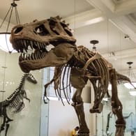 Skelett eines T-rex: Das Forschungsteam nutzte eine Formel, die normalerweise zur Errechnung der Populationsdichte von heute lebenden Tieren genutzt wird (Symbolbild).