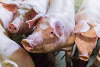 Schweine auf beengtem Raum: Es ist noch unklar wie viele Schweine genau in dem Stall verbrannten.