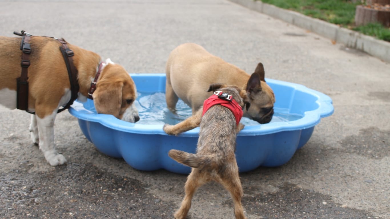 Drei Hunde spielen im Planschbecken: Den Tieren wird im Hundehotel Abwechslung geboten, die sie im Lockdown zu Hause nicht bekommen.