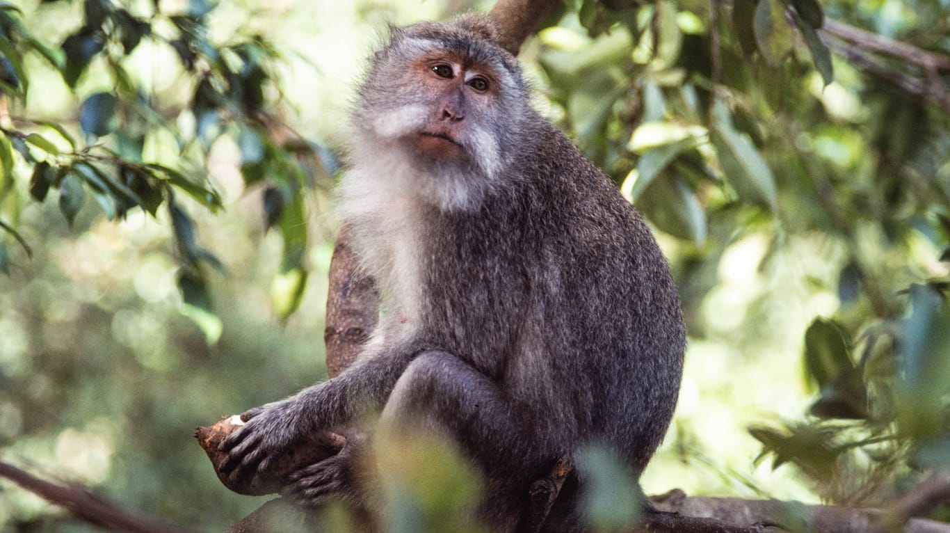 Ein Javaneraffe in Indonesien: Anders als bei vorherigen Forschungen mit Schweinen konnten Wissenschaftler mit den Embryonen der Affen bessere Ergebnisse erzielen (Symbolfoto).