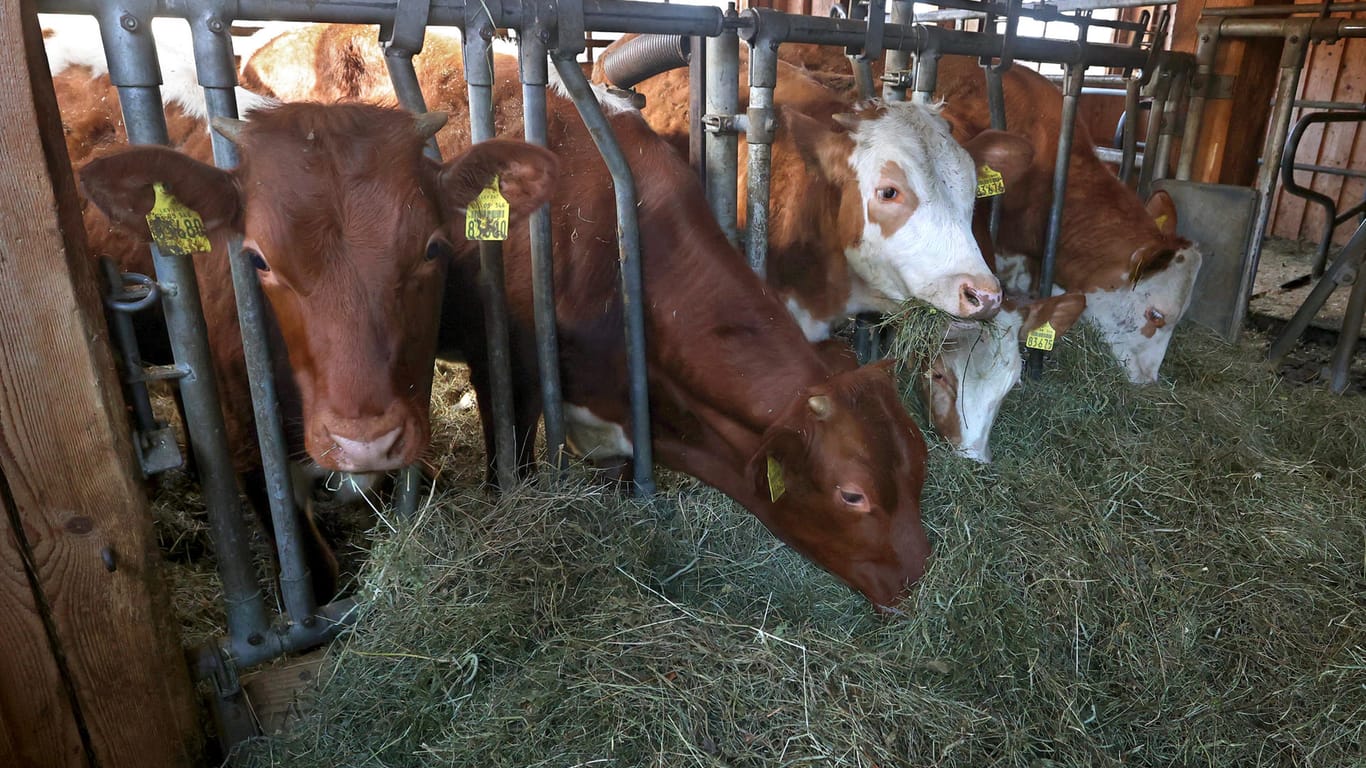 Kühe: Biokälber können häufig nicht auf ihren Heimathöfen bleiben.