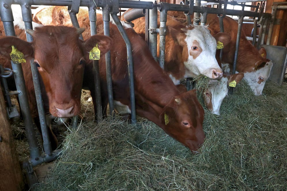 Kühe: Biokälber können häufig nicht auf ihren Heimathöfen bleiben.