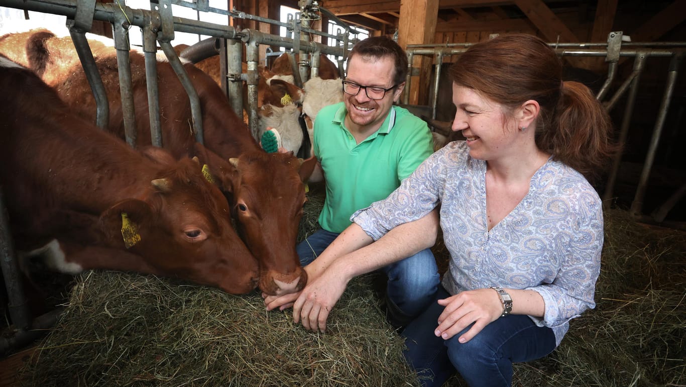 Kühe: Auf dem Bauernhof von Sebastian Uhlemair werden Ochsen und ein weibliches Jungtier ökologisch gehalten.