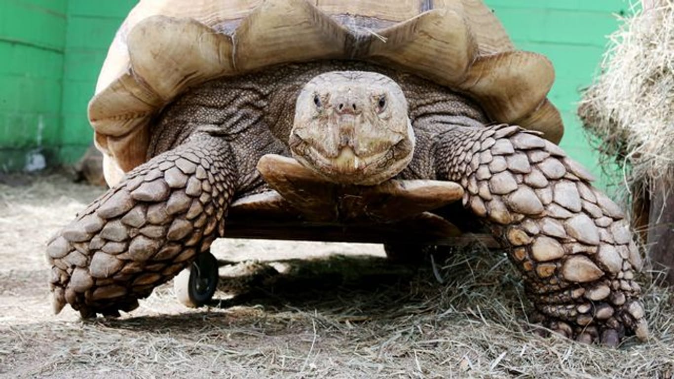 Das rund 100 Kilogramm schwere Schildkrötenmännchen Helmuth bewegt sich auf seinem Rollbrett durch das Gehege.