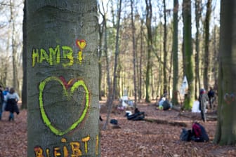 Schriftzug quot Hambi bleibt quot auf einem Baum im Hambacher Forst Hambi Wald Lettering quot Ha