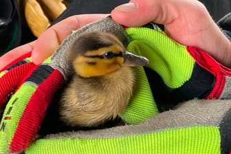 Entenküken in den Händen eines Feuerwehrmanns: Die Mutter und ein weiteres Küken wurden überfahren.