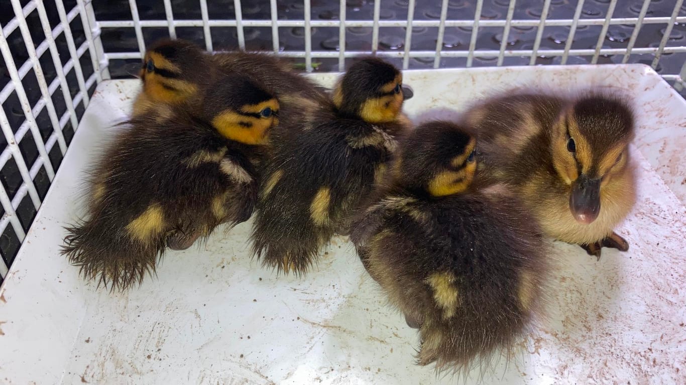 Die fünf Entenküken nach ihrer Rettung: Die Feuerwehr suchte mit einer Wärmebildkamera nach den Tierkindern.
