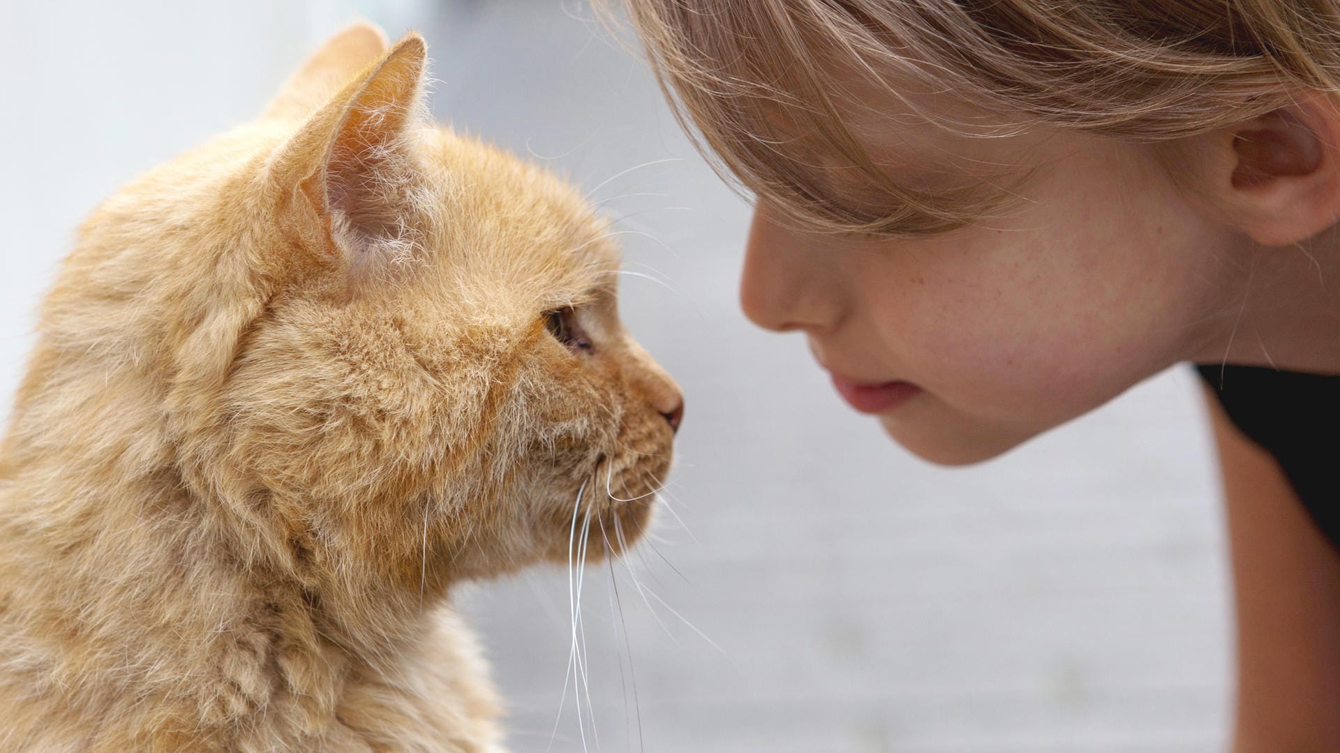 Katze: So machen Sie Ihrem Stubentiger eine Liebeserklärung.