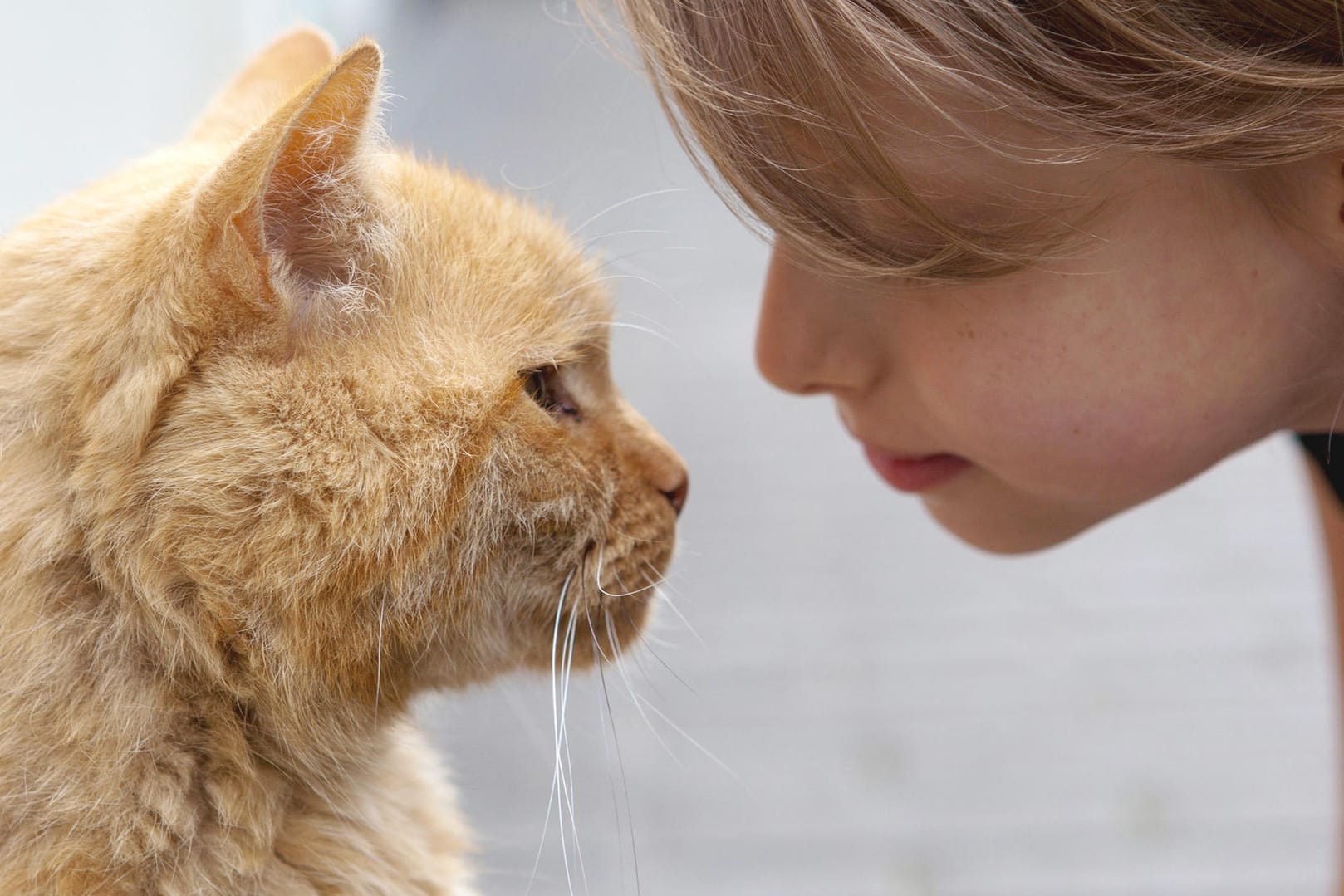 Katze: So machen Sie Ihrem Stubentiger eine Liebeserklärung.