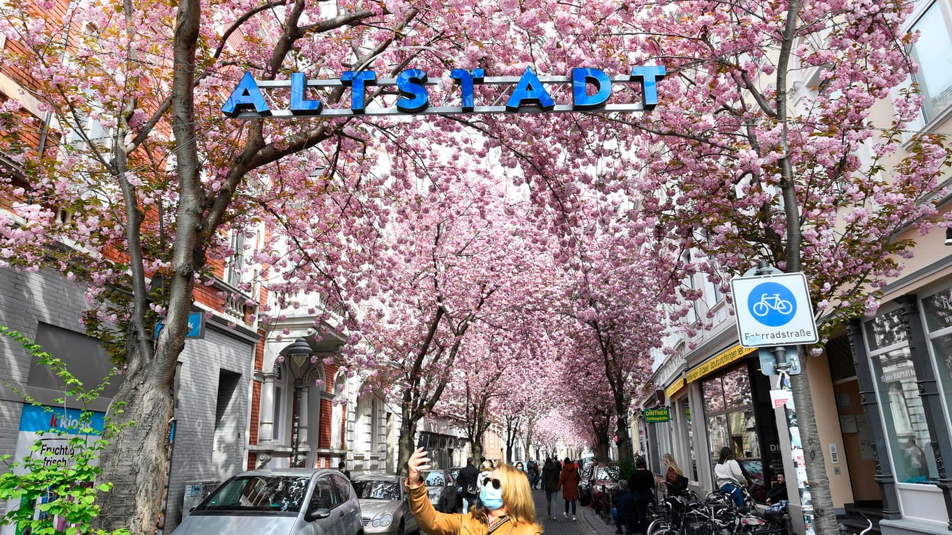 Die Breite Straße in der Bonner Altstadt: Im Hintergrund erstrahlt die Kirschblüte.