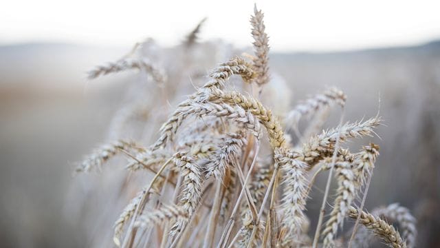 In vielen Getreidesorten steckt Gluten.