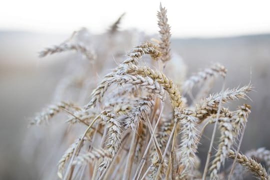 In vielen Getreidesorten steckt Gluten.
