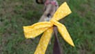 Gelbe Schleife: An einer Hundeleine hat sie eine bestimmte Bedeutung.