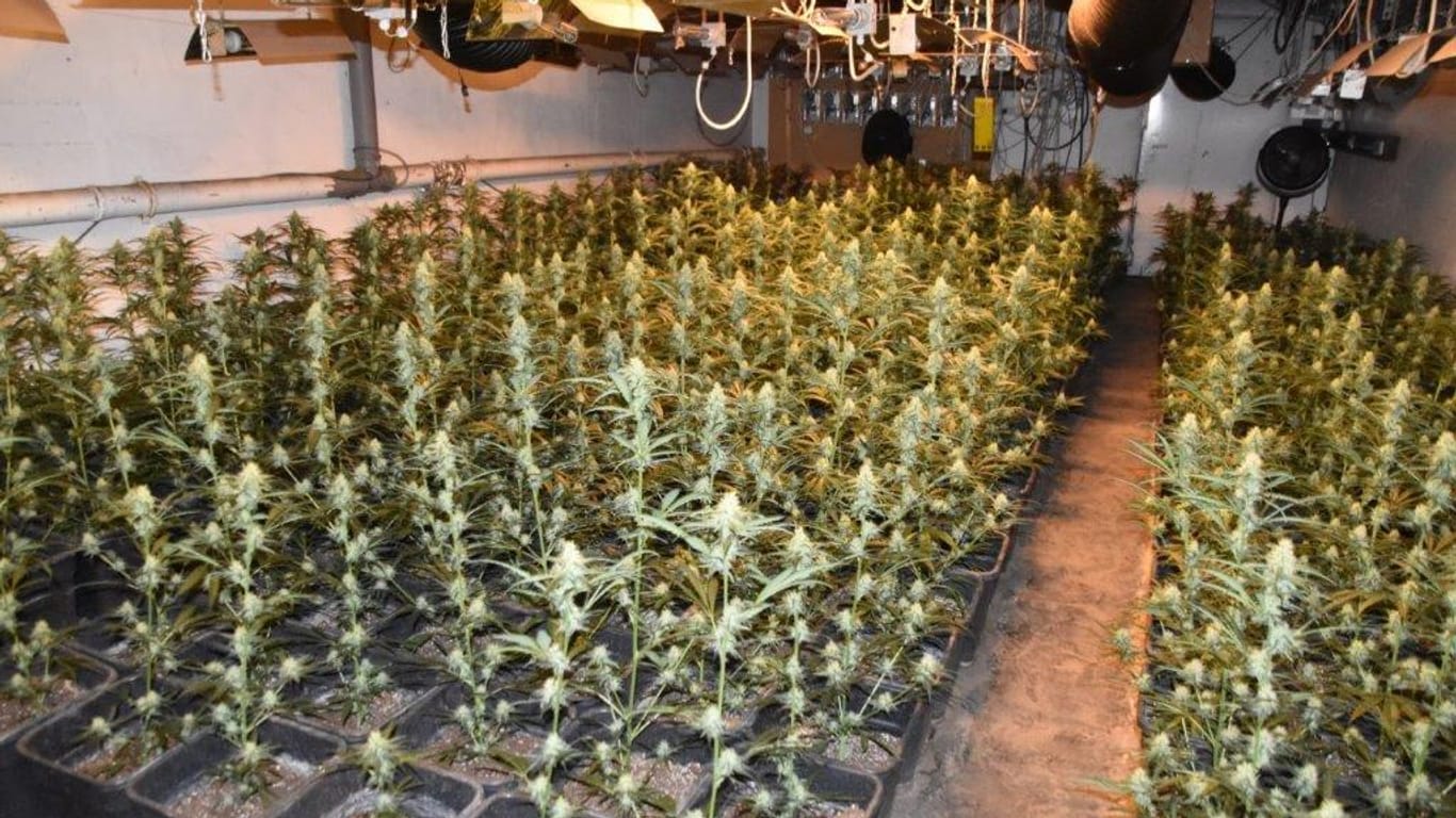Die Cannabisplantage: Die Polizei hat über Tausend Pflanzen entdeckt.