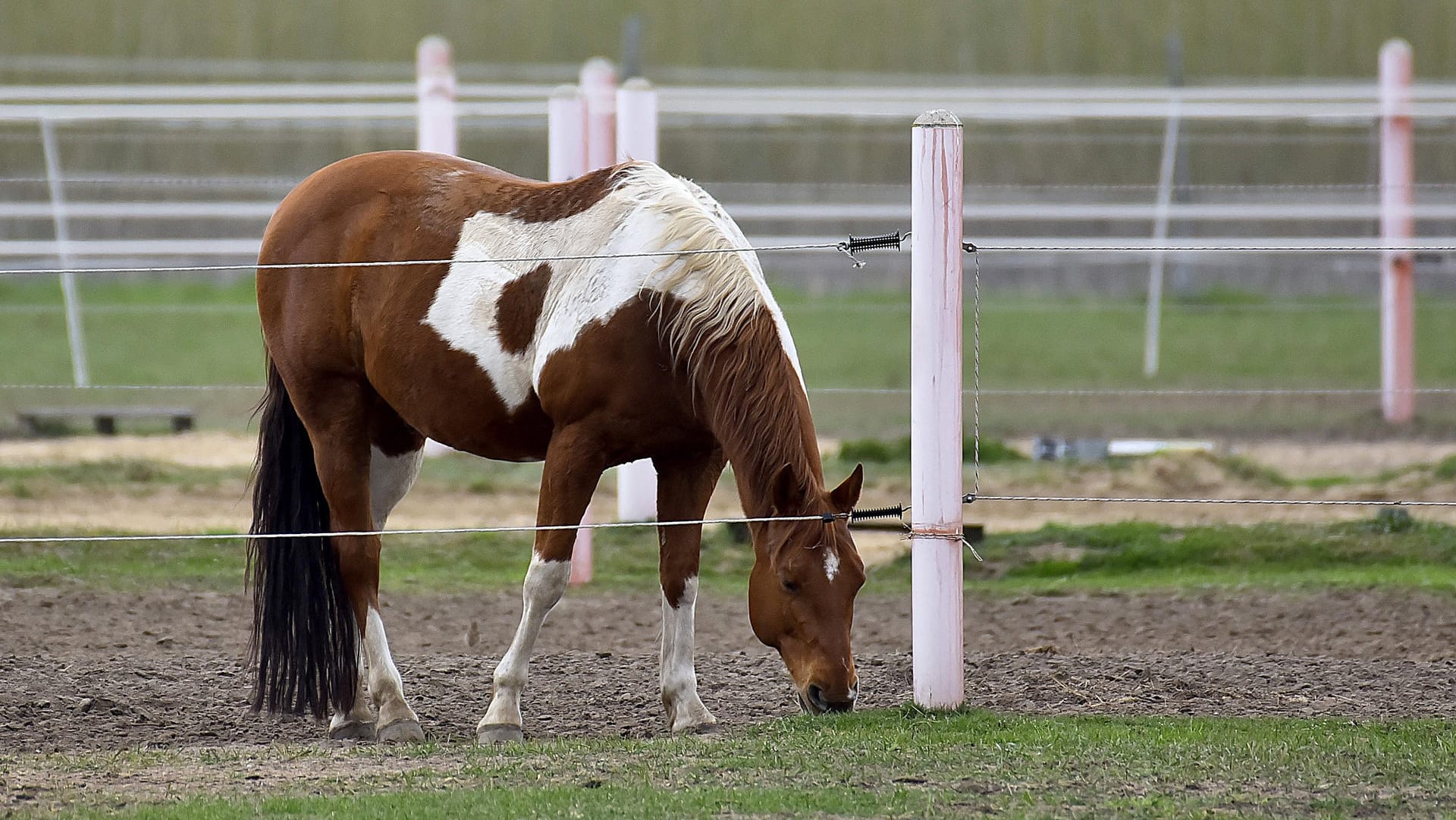 Ein Pferd steht auf einer Koppel (Symbolbild): In Bielefeld hat ein Unbekannter Pferde verletzt.