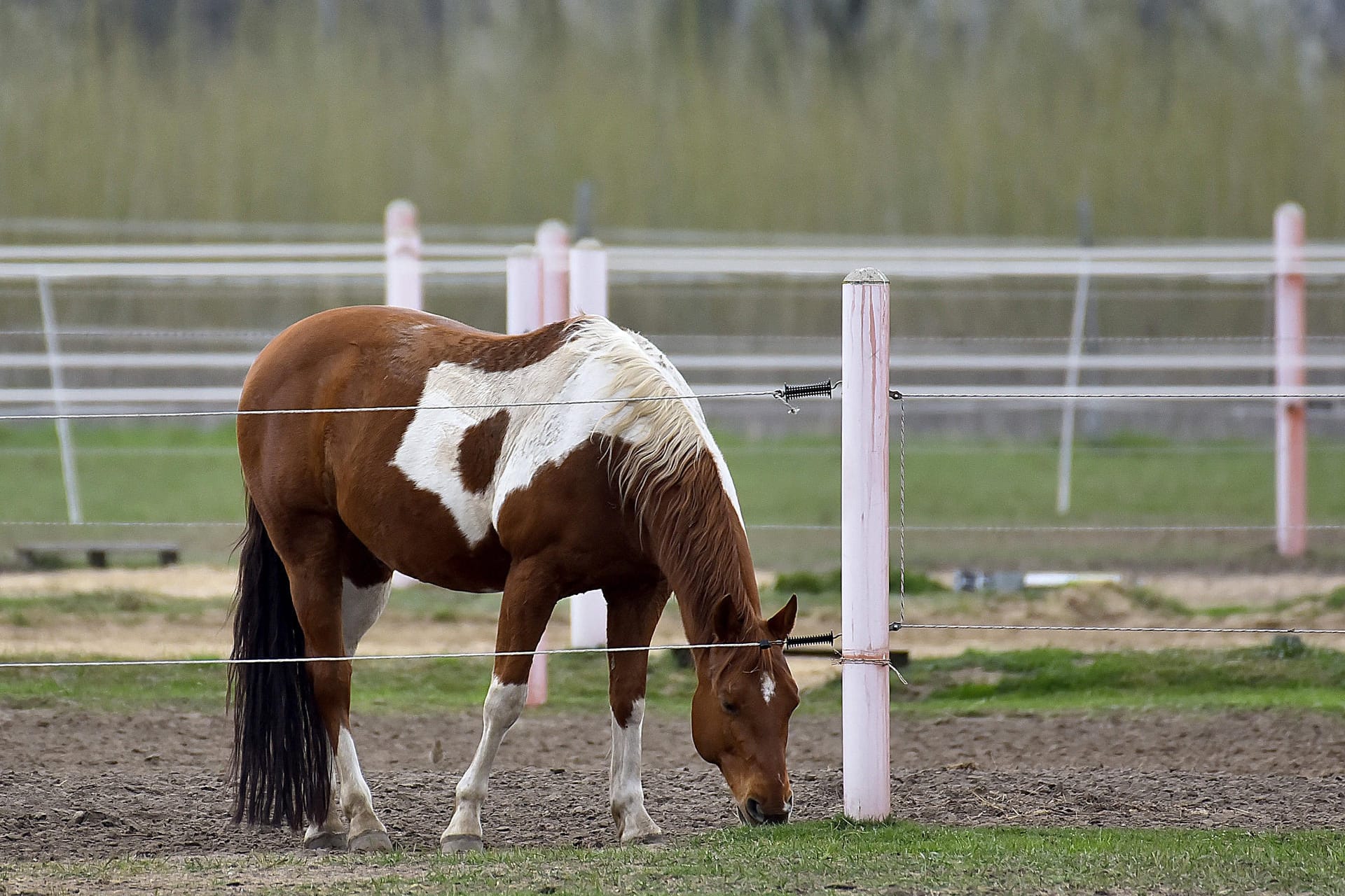 Ein Pferd steht auf einer Koppel (Symbolbild): In Bielefeld hat ein Unbekannter Pferde verletzt.