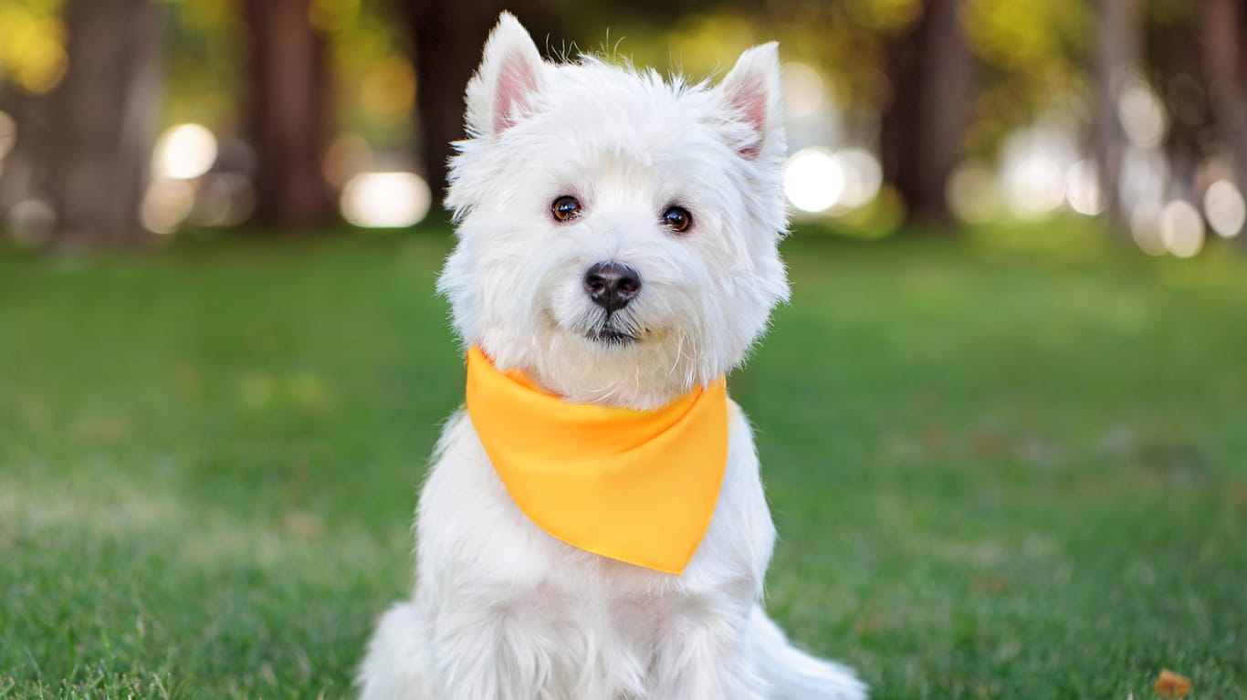 Hund: Ein gelbes Halstuch hat die gleiche Bedeutung.