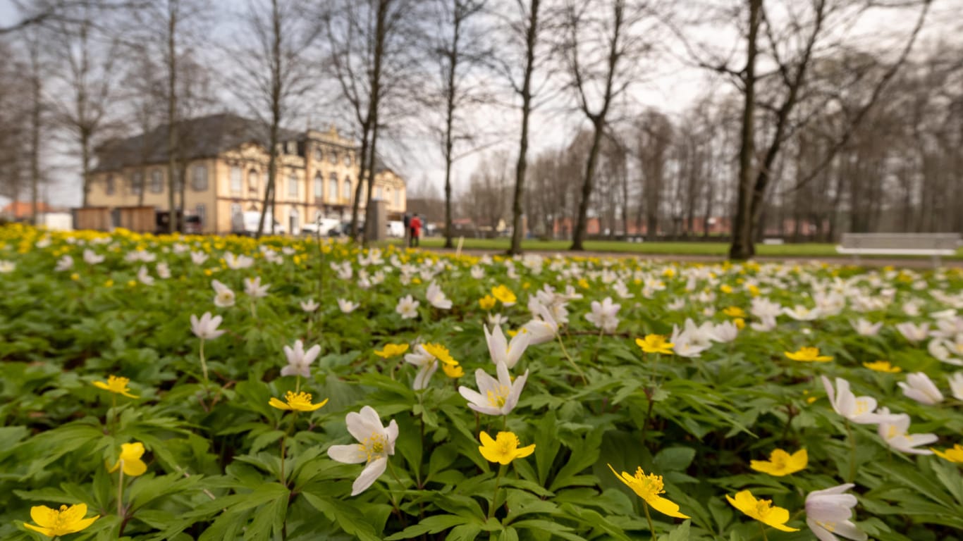 Windröschen blühen im Park von Schloss Molsdorf (Symbolbild): Der Schlosspark gehört zu den 25 Außenstandorten der BUGA 2021.