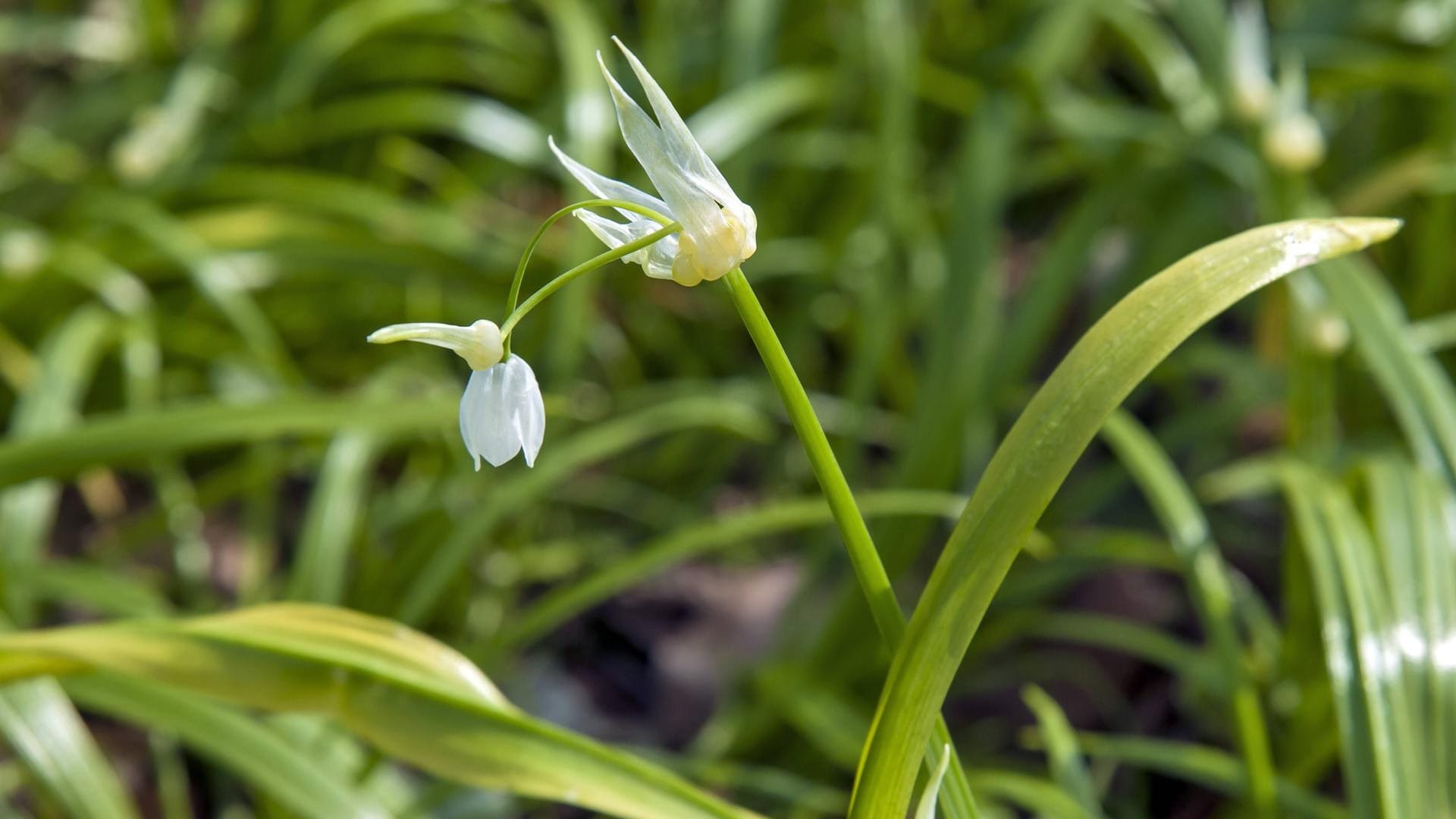 Wunderlauch (Allium paradoxum): Er ist auch als Berliner Bärlauch bekannt.