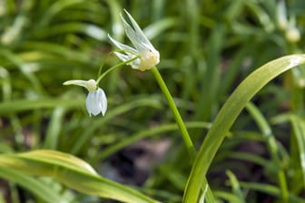 Wunderlauch (Allium paradoxum): Er ist auch als Berliner Bärlauch bekannt.