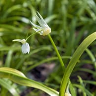 Wunderlauch (Allium paradoxum): Er ist auch als Berliner Bärlauch bekannt.