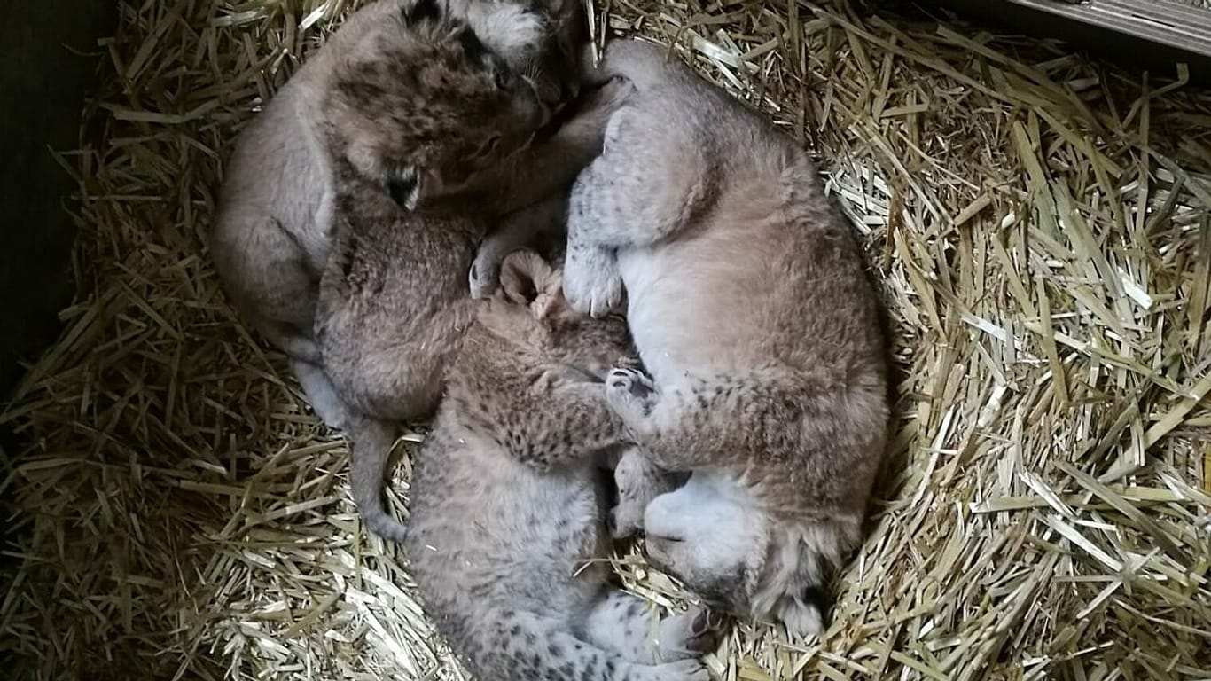 Die vier neugeborenen Löwenkinder: Am 7. März kamen sie in Leipzig zur Welt.