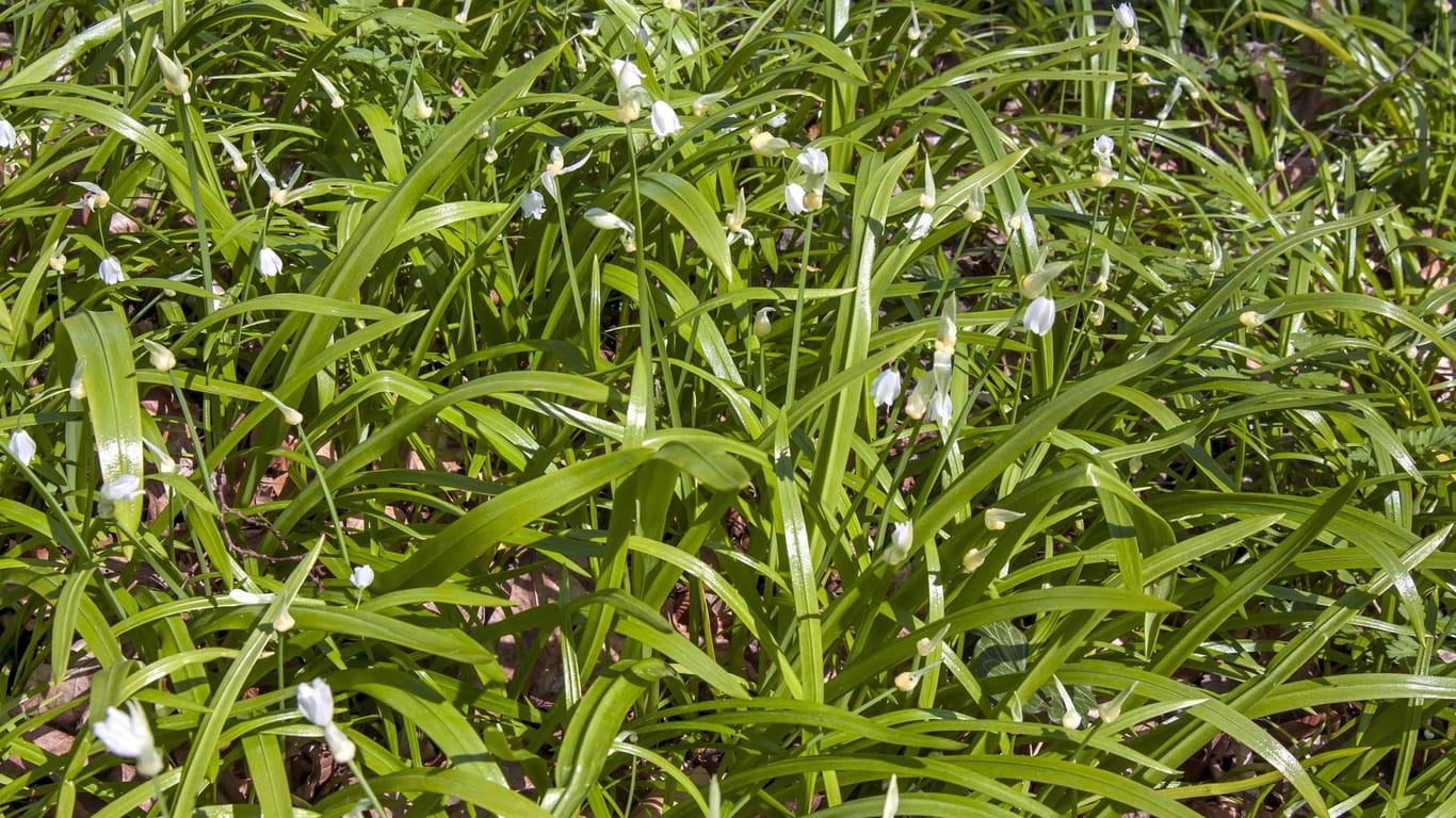 Wunderlauch (Allium paradoxum): Er wächst rasenartig in Parks und Wäldern.