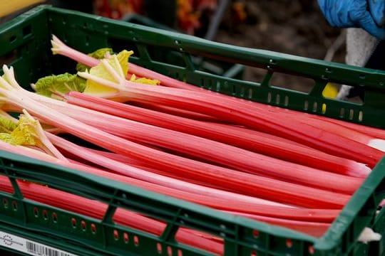 Rhabarber ist reich an Fruchtsäuren.