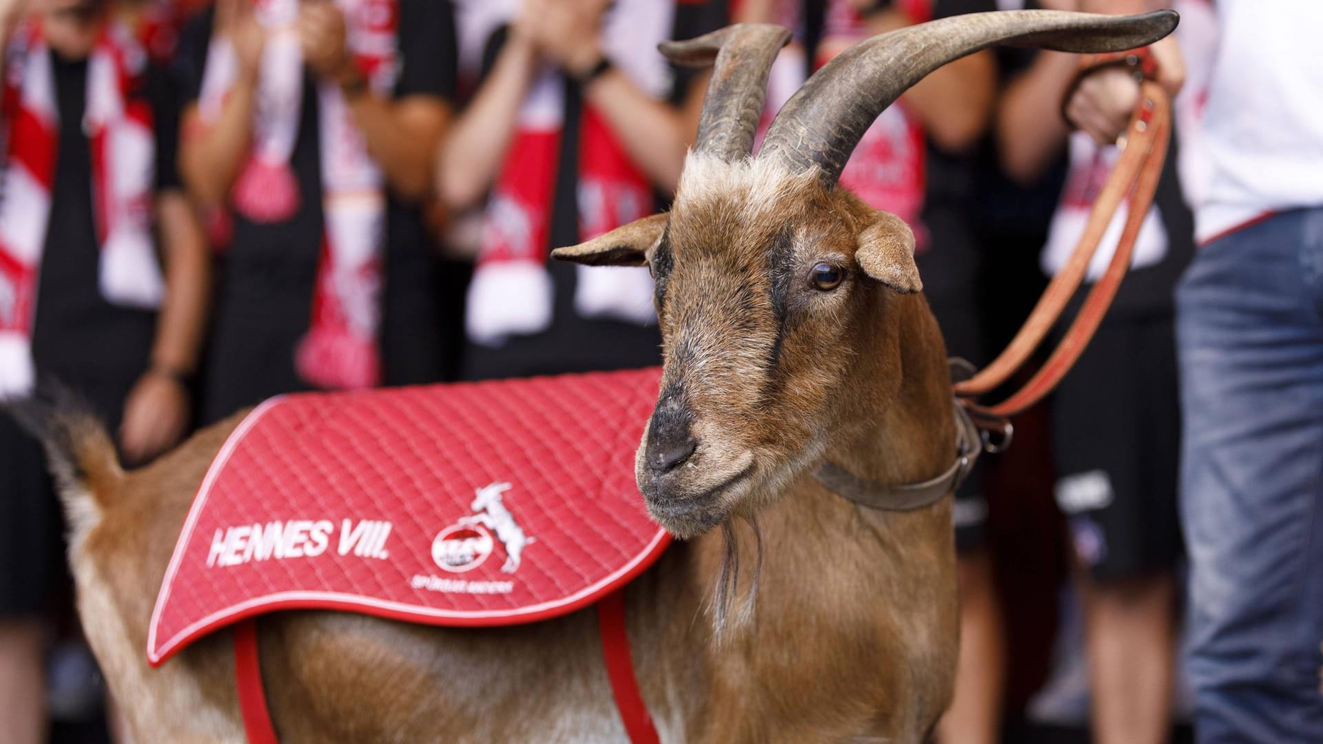 Hennes VIII. im Rheinenergiestadion (Archivbild): Nach eineinhalb Jahren im Ruhestand ist der Geißbock am Dienstag gestorben.