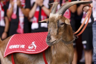 Hennes VIII. im Rheinenergiestadion (Archivbild): Nach eineinhalb Jahren im Ruhestand ist der Geißbock am Dienstag gestorben.