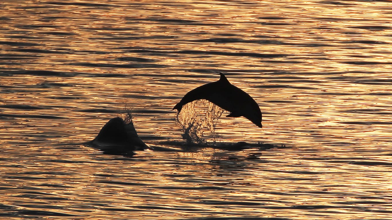Delfine in der Nordsee: Meeresschützer prangern massive Waljagd in europäischen Gewässern an