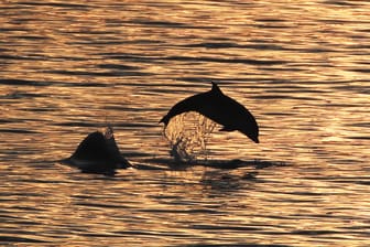 Delfine in der Nordsee: Meeresschützer prangern massive Waljagd in europäischen Gewässern an