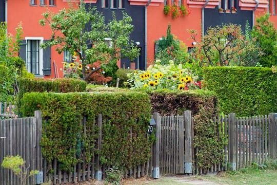 Freundlicher Eindruck dank Sonnenblumen: Auch bei Reihenhäusern können Bewohner ihren Vorgarten individuell gestalten.