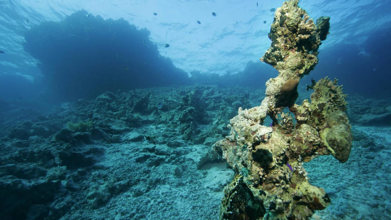 Ein totes Korallenriff im roten Meer in Ägypten: Die UN ist höchst besorgt über den Zustand der Meere.