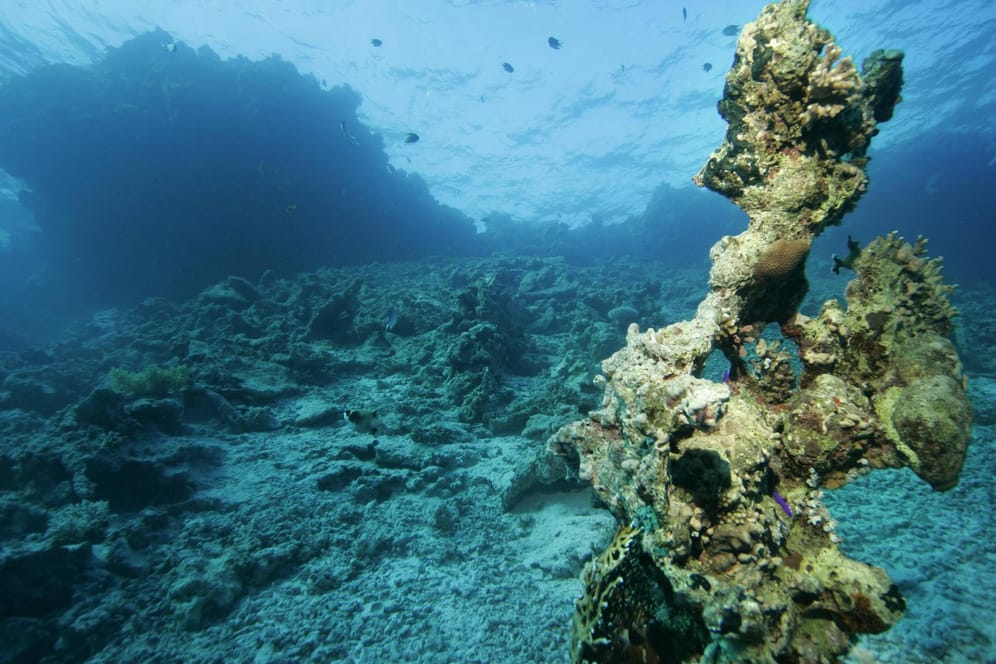 Ein totes Korallenriff im roten Meer in Ägypten: Die UN ist höchst besorgt über den Zustand der Meere.