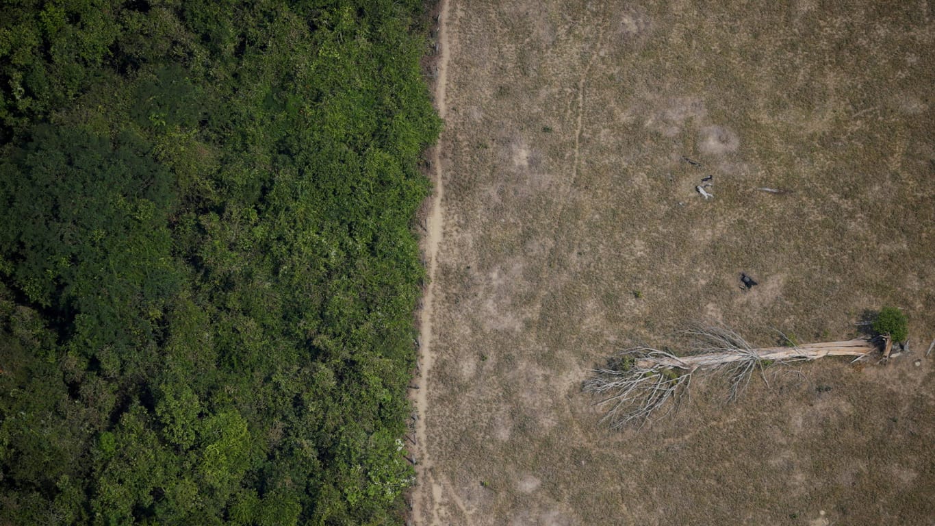 Abholzung im Amazonas: Durch das Verschwinden der Bäume regnet es immer weniger (Archivbild).