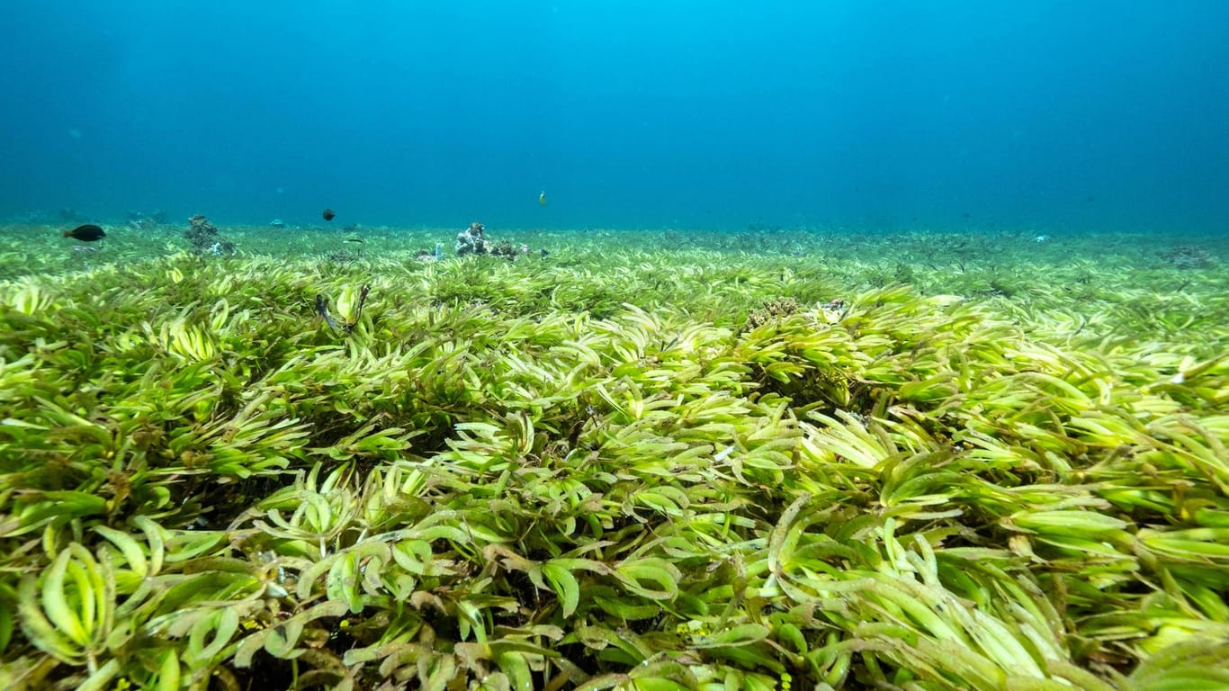 Seegras: Das Unterwasser-Gewächs kann doppelt so viel Kohlenstoffdioxid speichern wie die gleiche Fläche Wald (Archivbild).